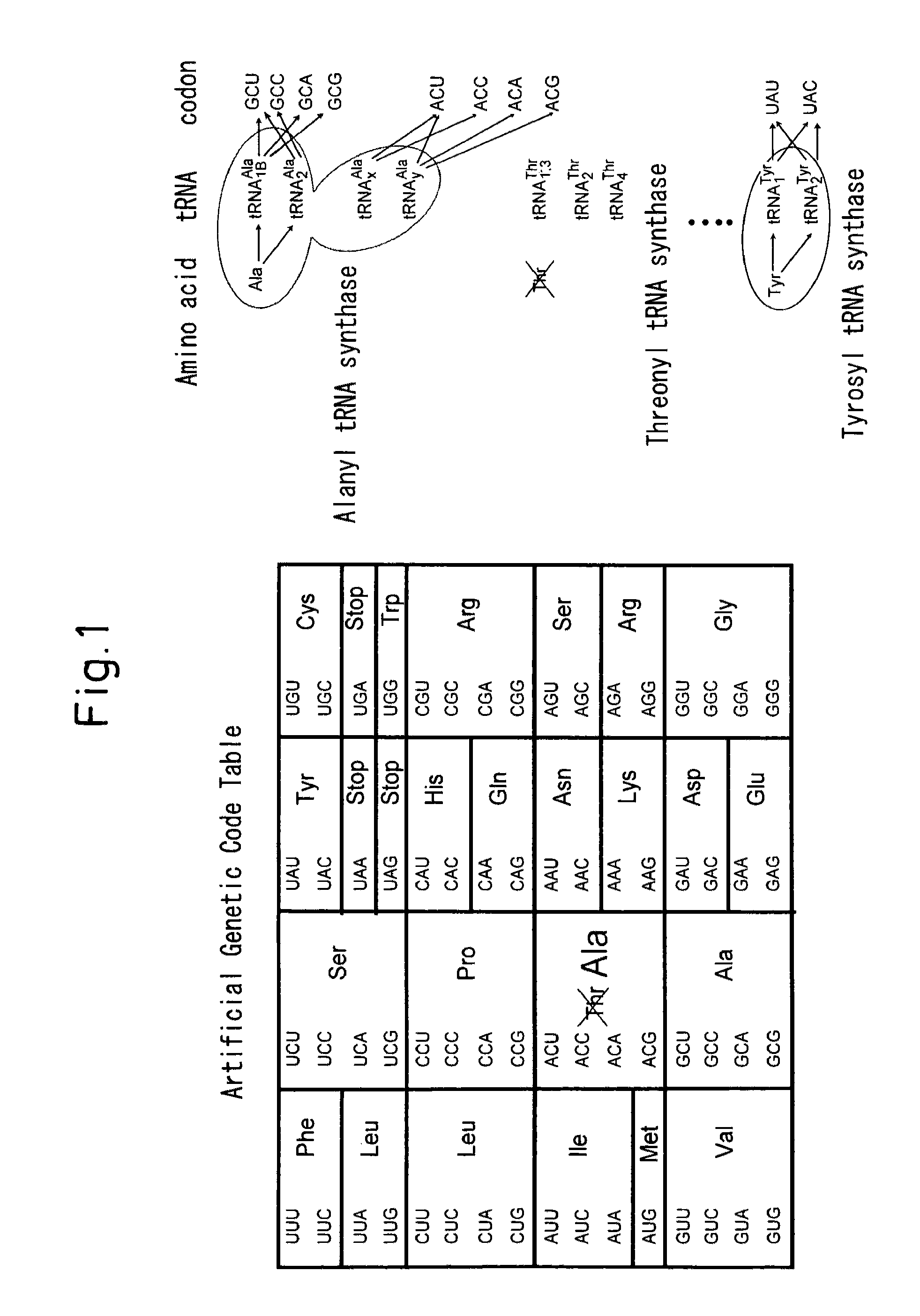 Process for producing functional non-naturally occurring proteins, and method for site-specific modification and immobilization of the proteins