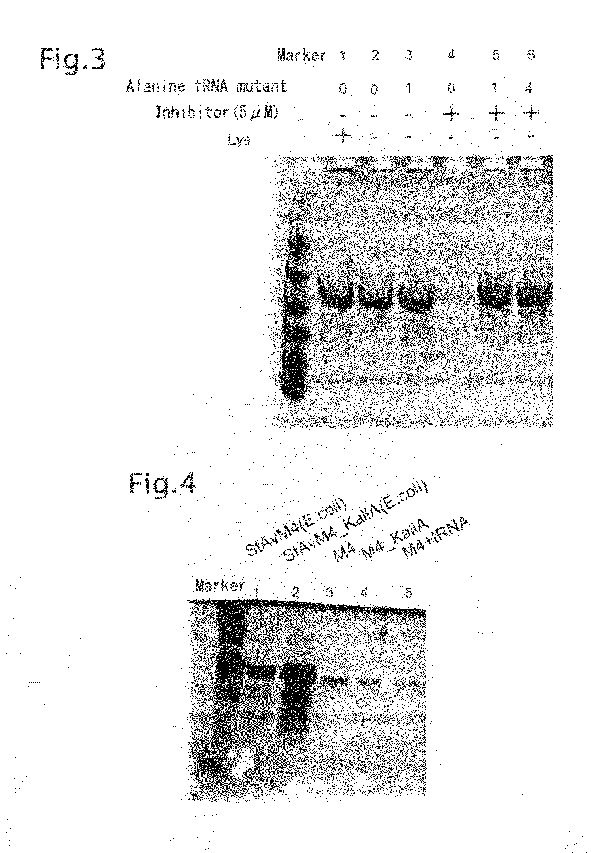 Process for producing functional non-naturally occurring proteins, and method for site-specific modification and immobilization of the proteins