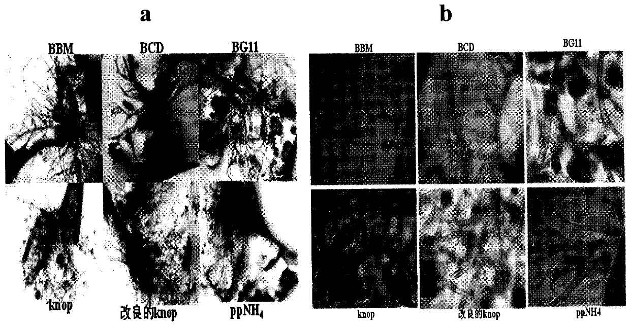 Preservation, activation and rapid propagation method of extreme-drought-tolerant syntrichia caninervis single plant cloning system