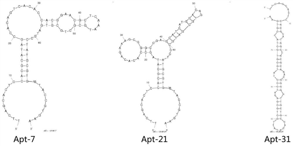 Stilbene Estrogen Nucleic Aptamer and Its Application