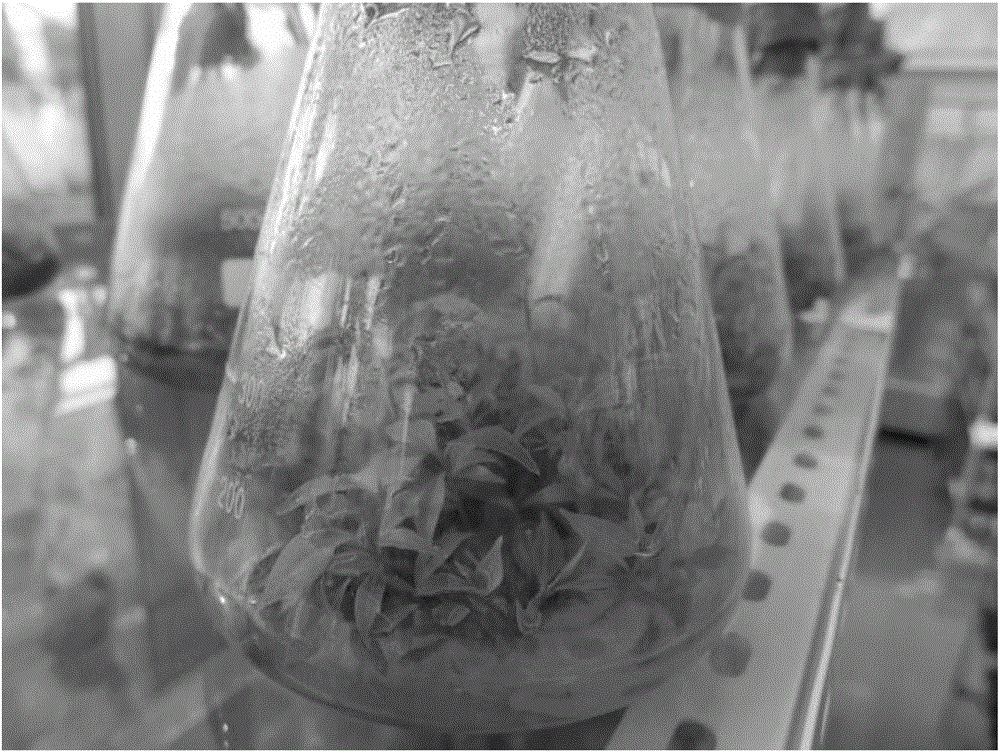 A twig tissue culture propagation method for cinnamomum camphora (L.) presl