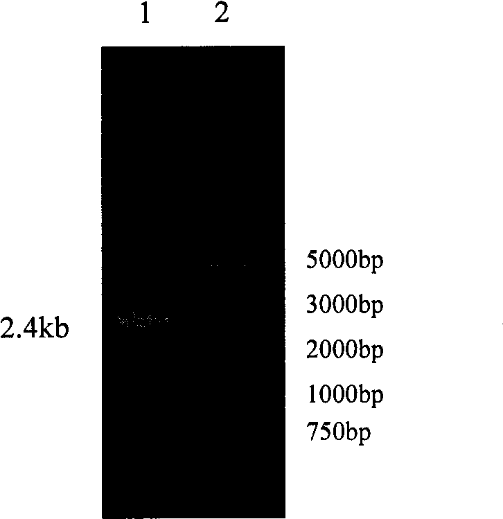 Malt oligosaccharide based mycose synthetase, coding gene and use