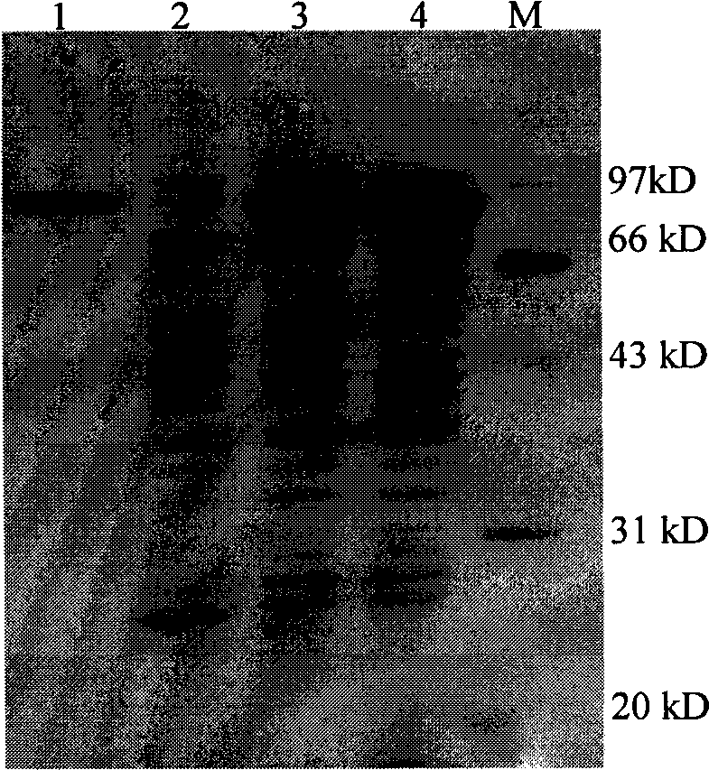 Malt oligosaccharide based mycose synthetase, coding gene and use