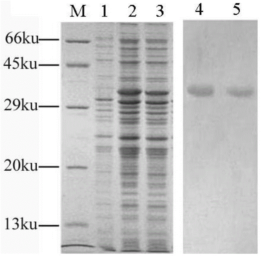 A kind of recombinant N protein antigen of vesicular stomatitis virus and its preparation method