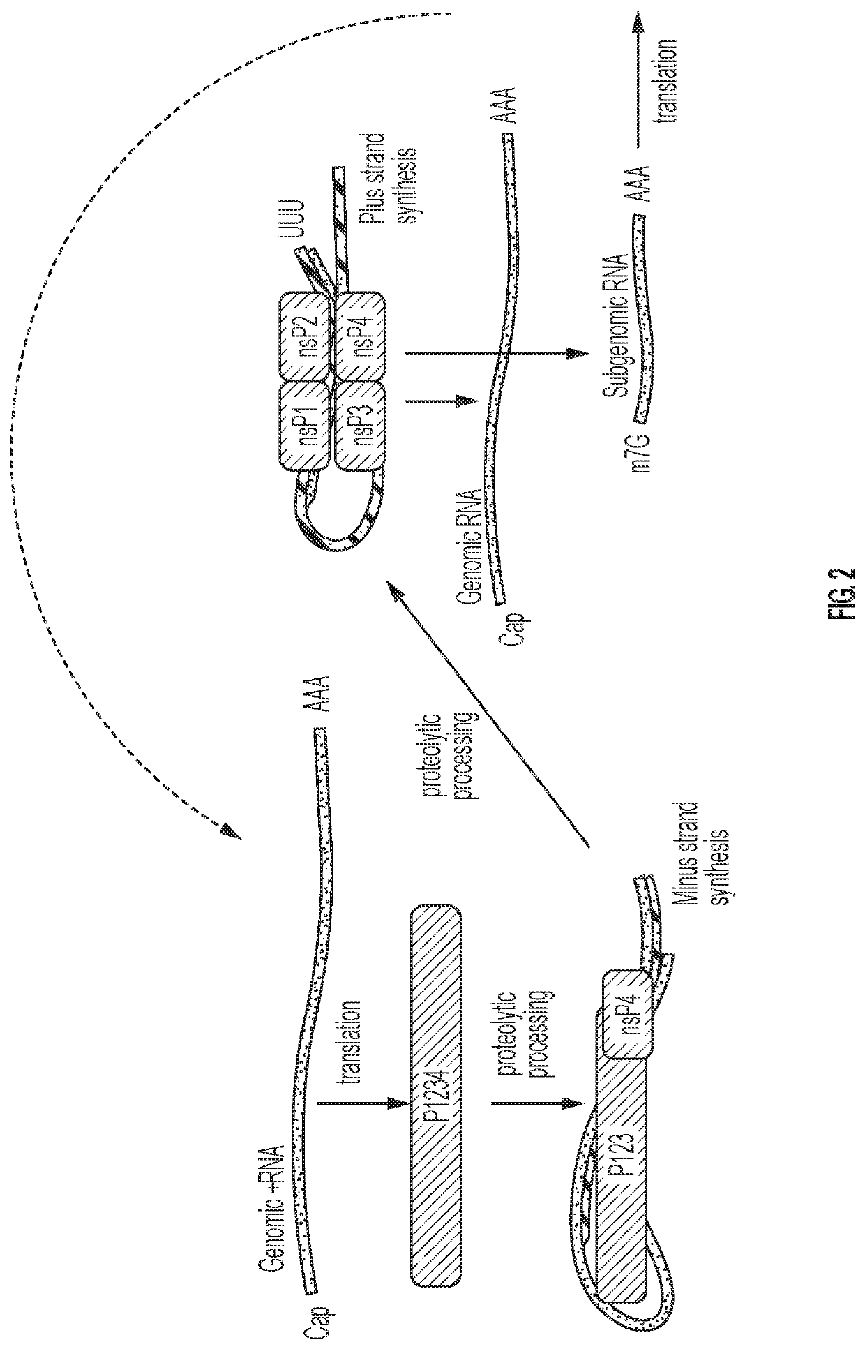 Self Replicating RNA System