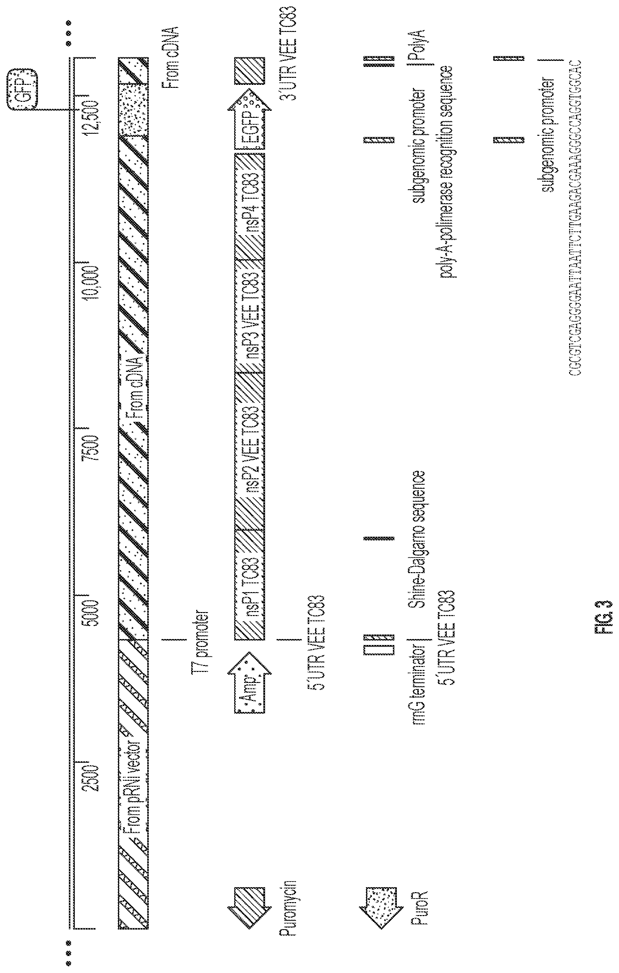 Self Replicating RNA System