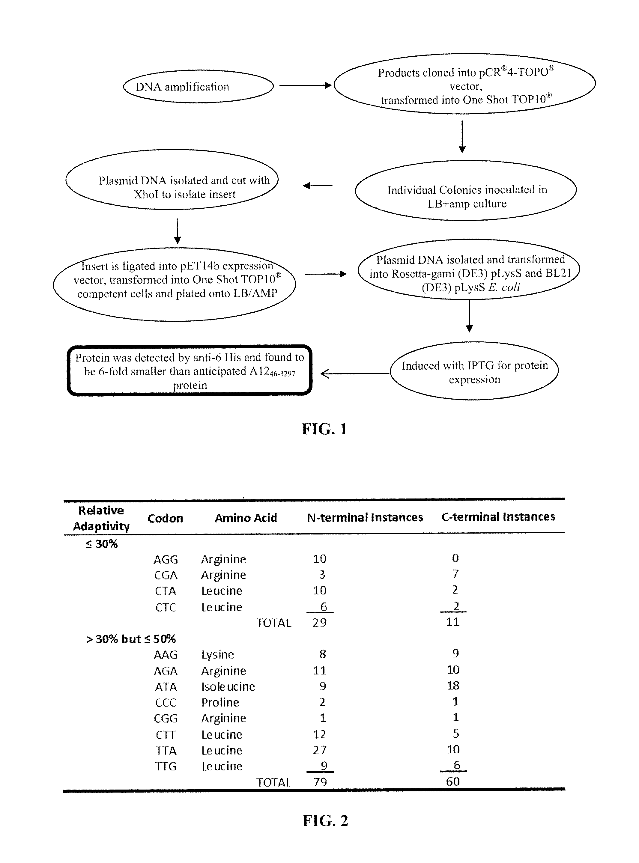 Optimized antigens of pneumocystis and use thereof