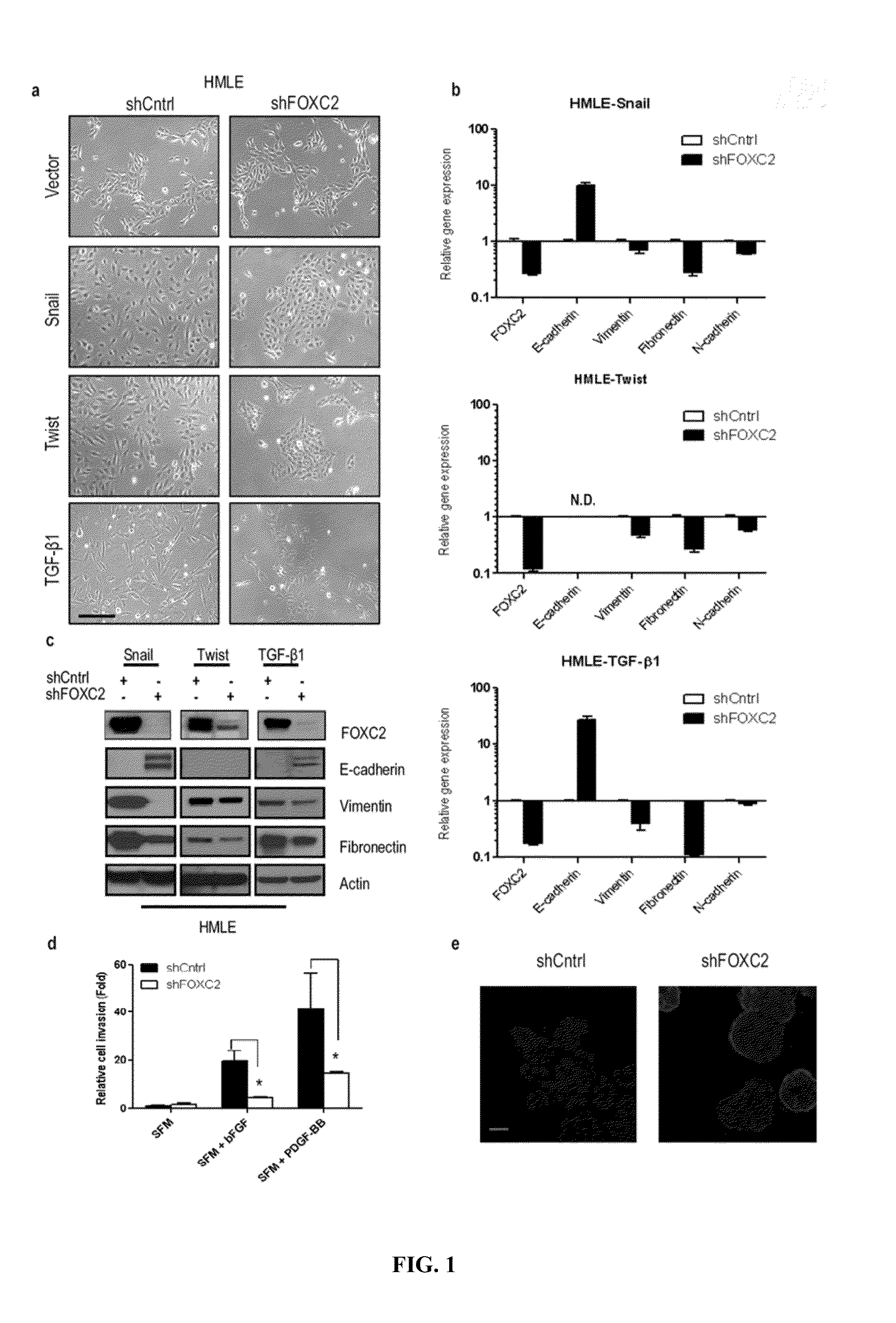 Identification of cancer stem cell markers and use of inhibitors thereof to treat cancer