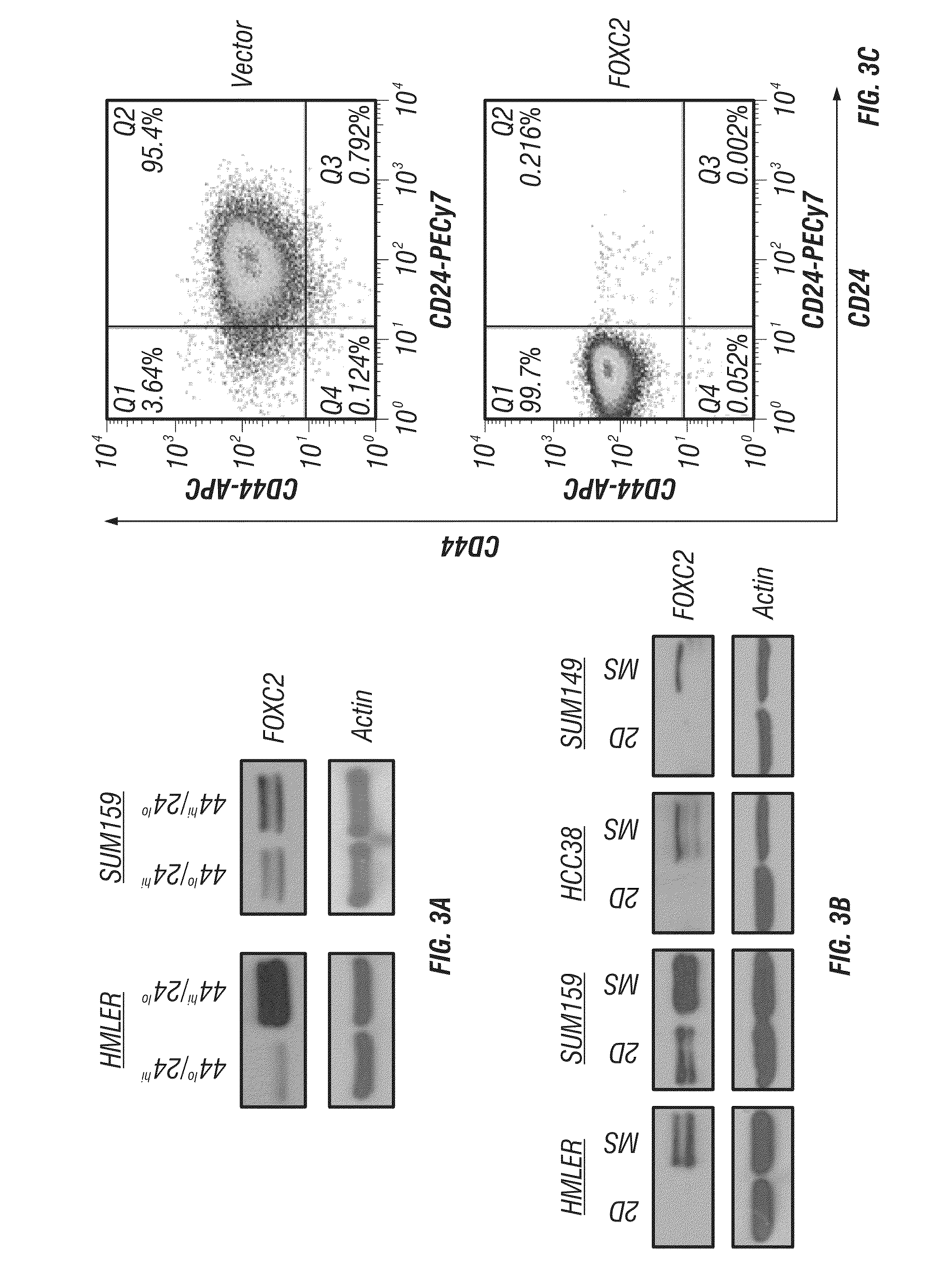 Identification of cancer stem cell markers and use of inhibitors thereof to treat cancer