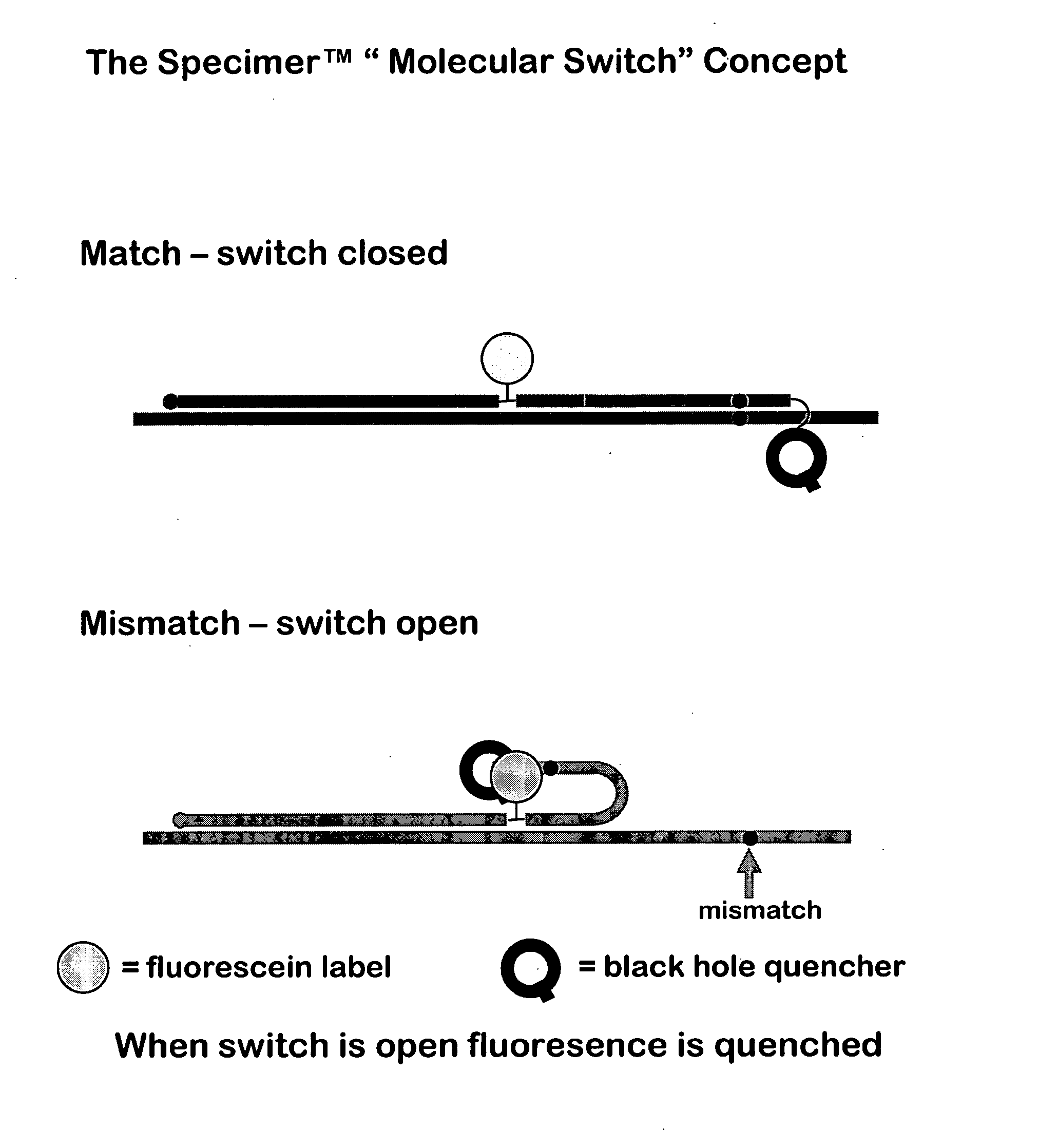 Oligonucleotides comprising a molecular switch