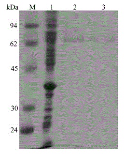 Extremely-heat-resistant beta-mannosidase gene as well as expression protein and application thereof