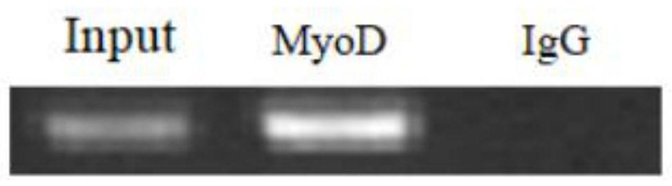 Application of transcription factor myod in regulation of porcine rtl1 gene expression