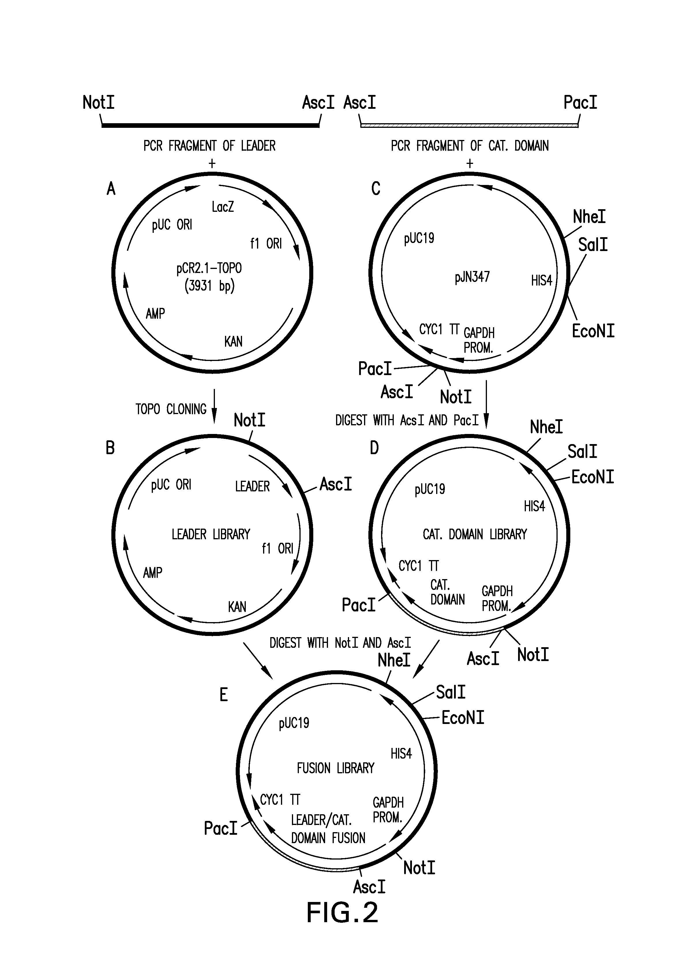 Expression of Class 2 mannosidase and Class III mannosidase in lower eukaryotic cells