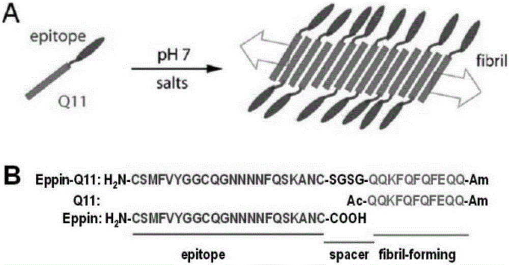 Preparation method of contraceptive microneedle