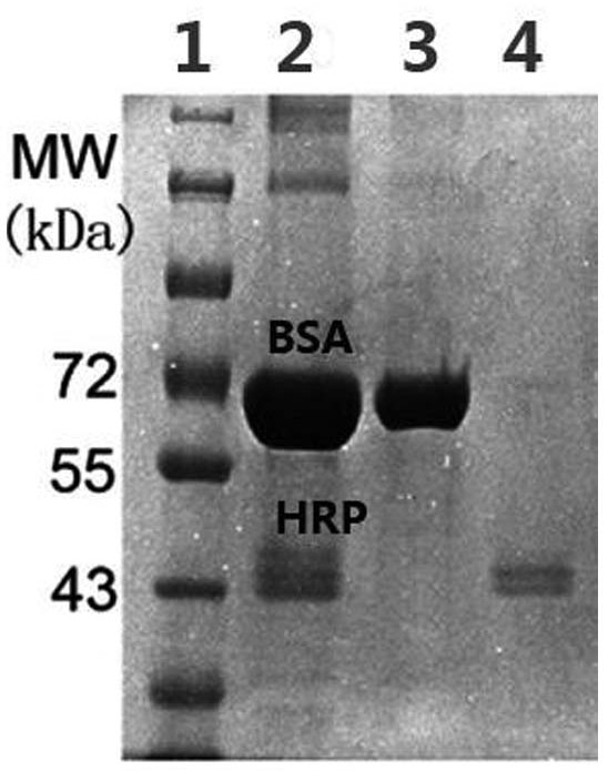 Preparation method of core-shell borylated magnetic microspheres capable of enriching glycoproteins in large quantities