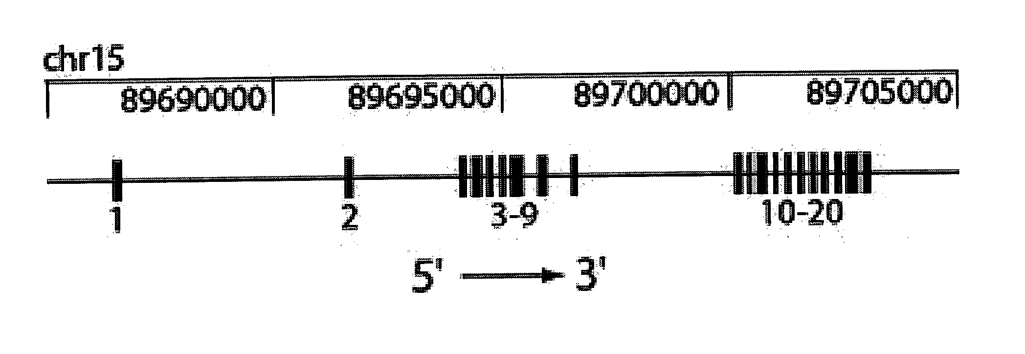 Nessie nucleic acids, polypeptides and mutations, and methods of use thereof