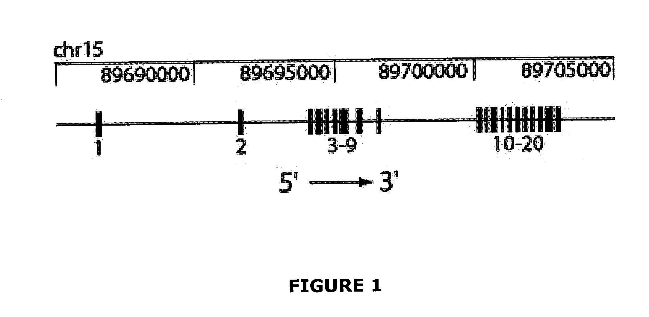 Nessie nucleic acids, polypeptides and mutations, and methods of use thereof