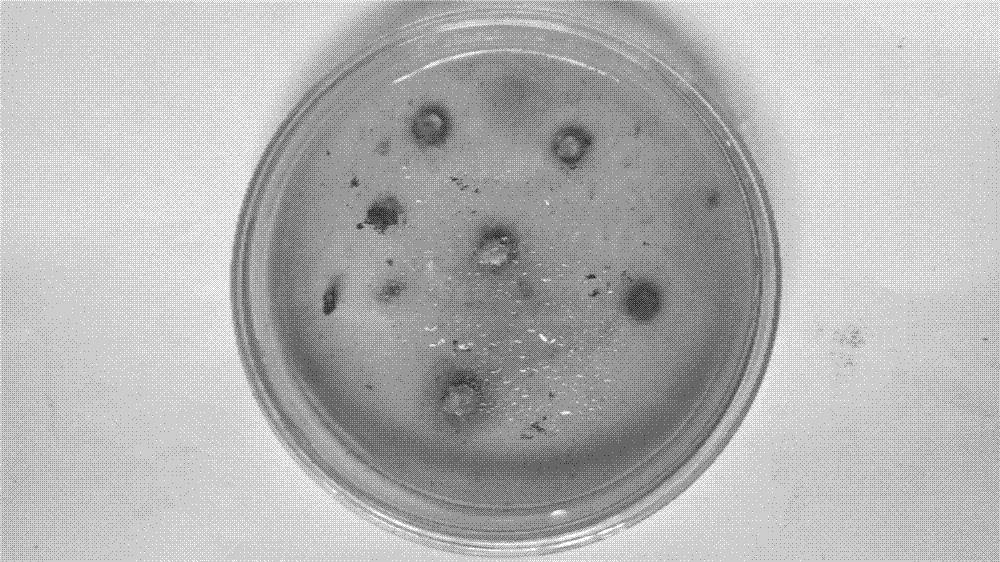 Original ecological separation method of cordyceps sinensis hirsutella sinensis