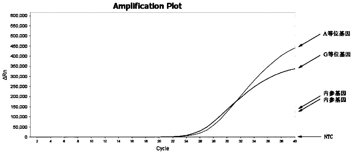 Real-time fluorescence PCR method for detecting rs1800497 site of ANNK1 gene and primer probe combination thereof