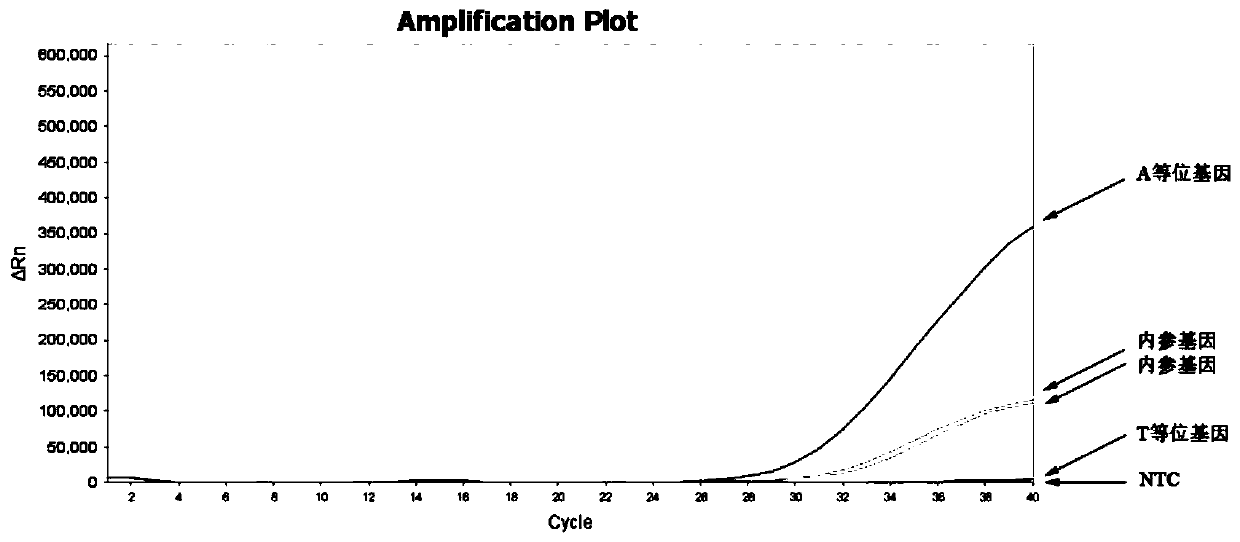 Real-time fluorescence PCR method for detecting rs1800497 site of ANNK1 gene and primer probe combination thereof