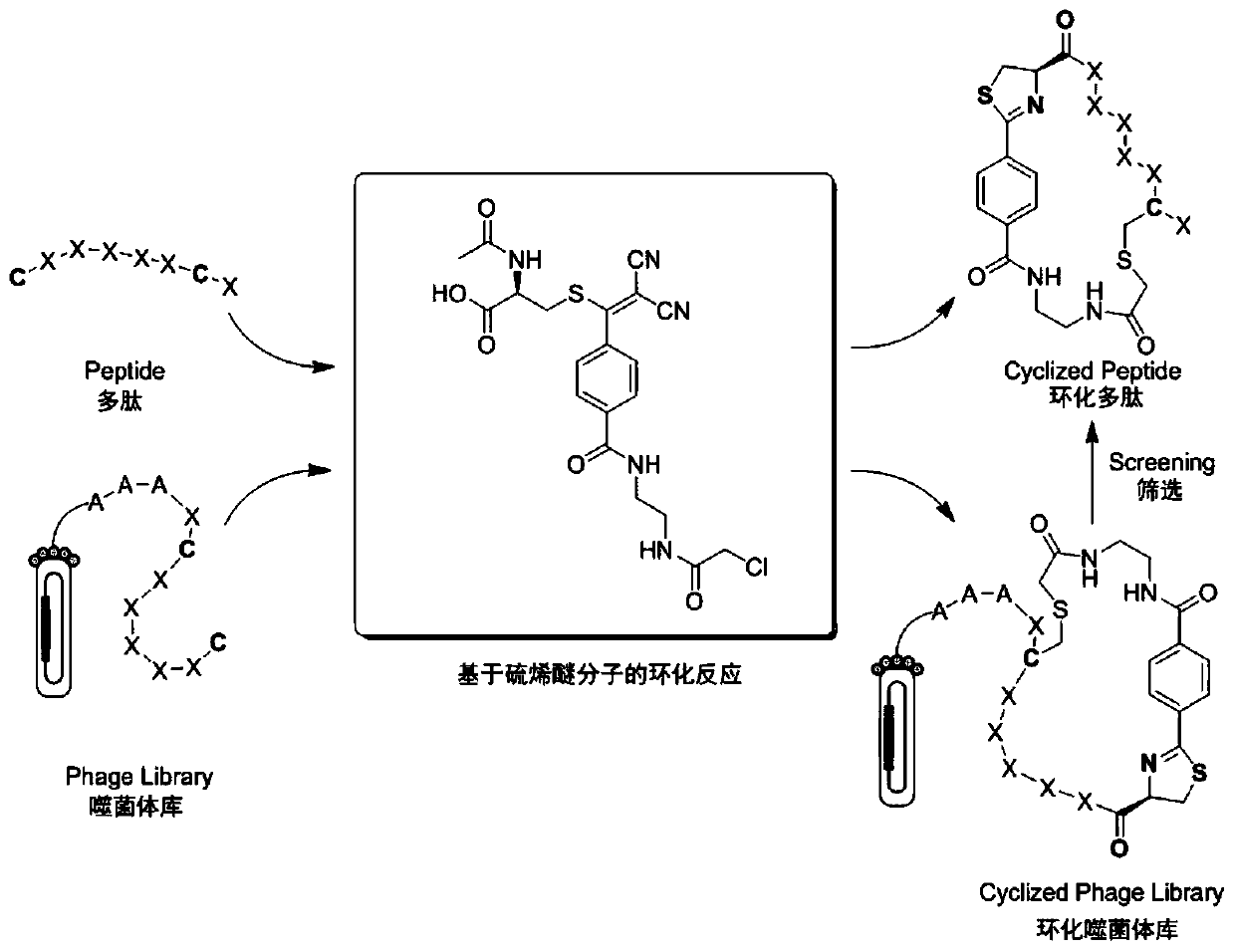 A kind of thioene ether compound and its synthesis method and application in polypeptide cyclization