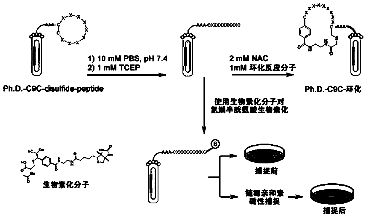 A kind of thioene ether compound and its synthesis method and application in polypeptide cyclization