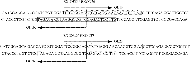 Method for quickly amplifying target genes from genome DNA