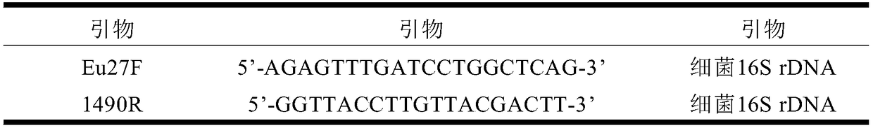 Weissella sinensis xhr1 and application thereof, kimchi containing Weissia sinensis xhr1