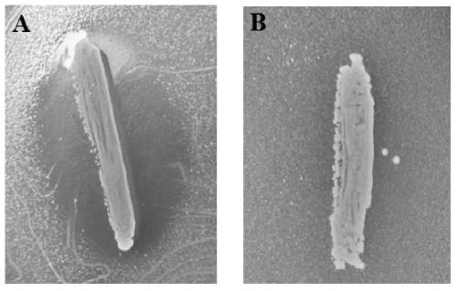 Weissella sinensis xhr1 and application thereof, kimchi containing Weissia sinensis xhr1