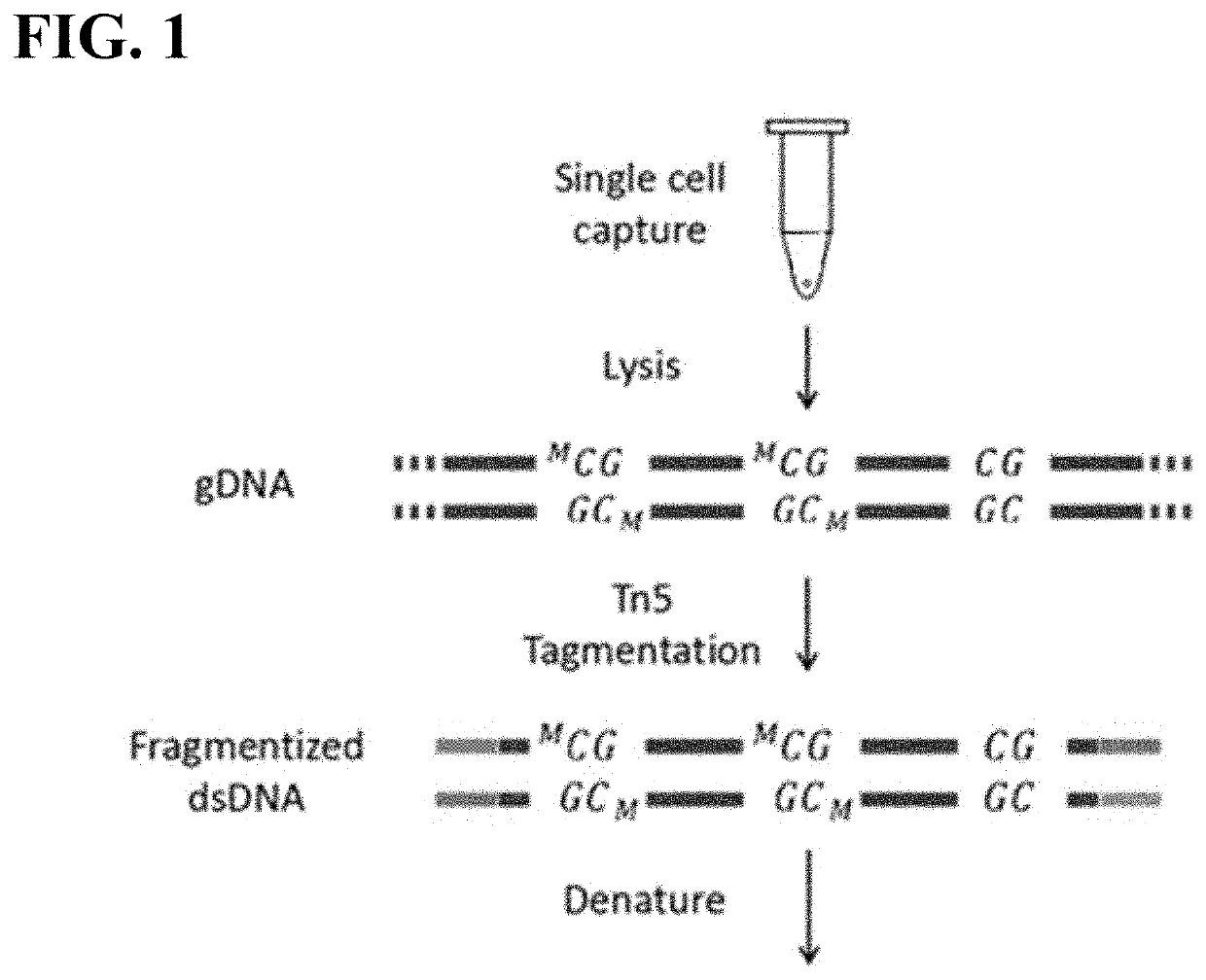 Methods of Amplifying DNA to Maintain Methylation Status