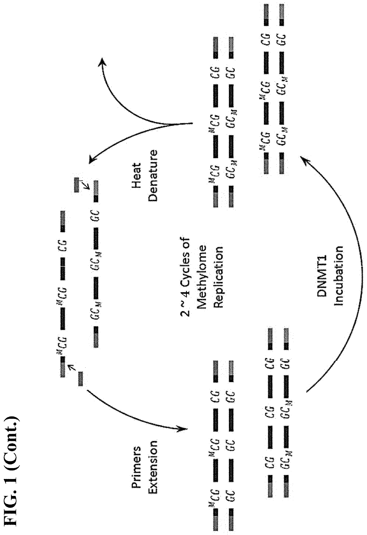 Methods of Amplifying DNA to Maintain Methylation Status