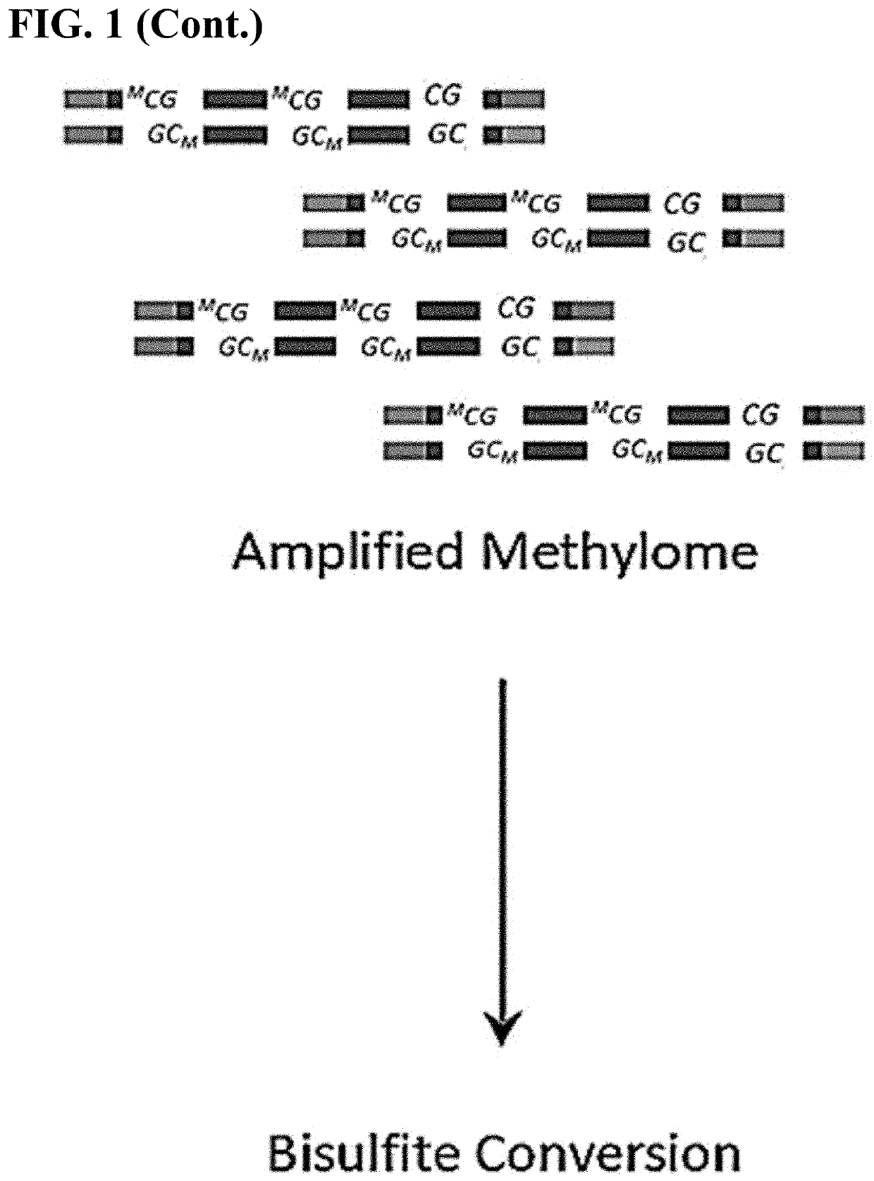 Methods of Amplifying DNA to Maintain Methylation Status