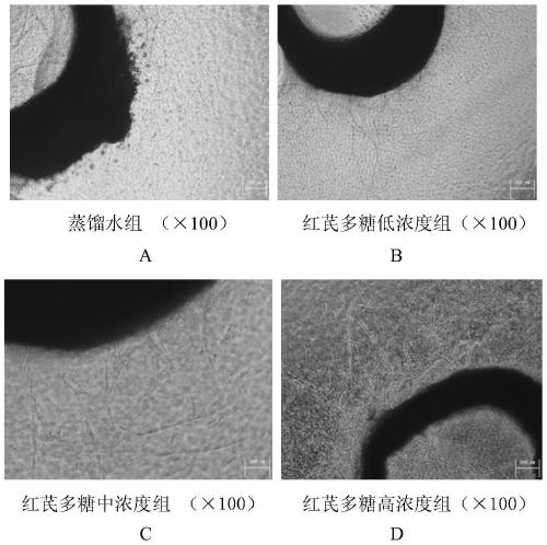 Use of Radix Astragali or Radix Radix Radix Polysaccharides for the Treatment of Ischemic Vascular Diseases