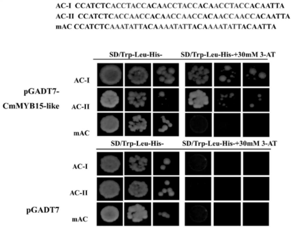 Plant expression vector of gene CmMYB15-like for improving aphid resistance of chrysanthemum and application of plant expression vector