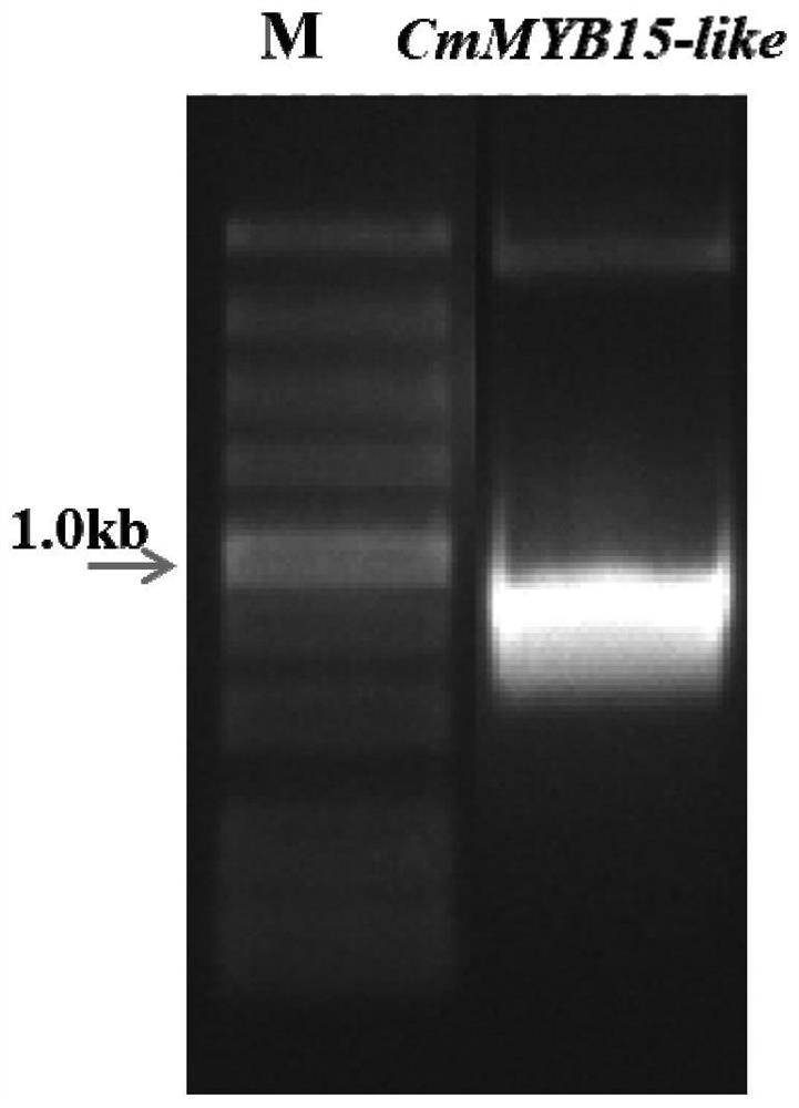 Plant expression vector of gene CmMYB15-like for improving aphid resistance of chrysanthemum and application of plant expression vector