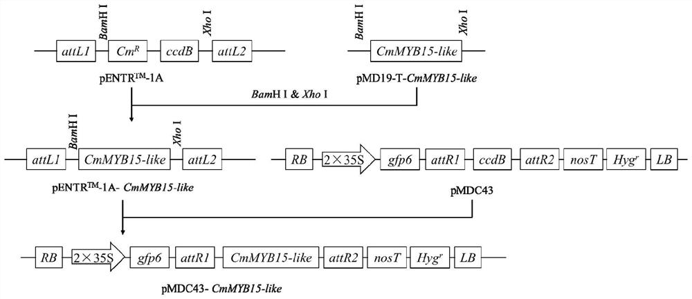 Plant expression vector of gene CmMYB15-like for improving aphid resistance of chrysanthemum and application of plant expression vector