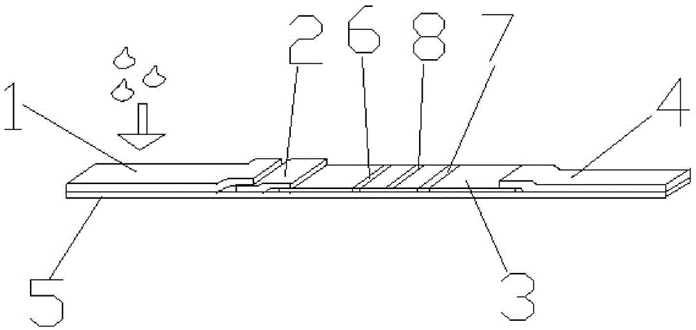 Multi-nucleic-acid chromatography rapid detecting method and application