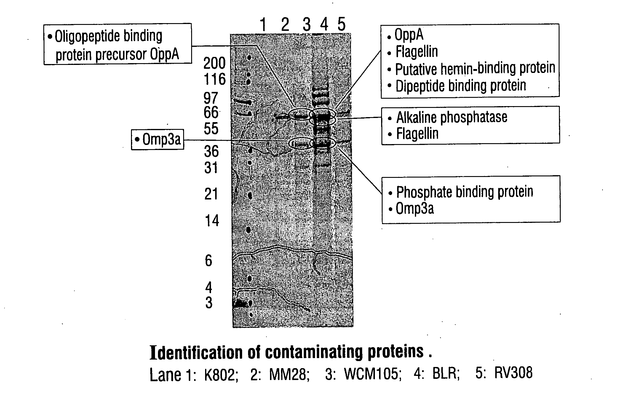 Microorganism strain for producing recombinant proteins