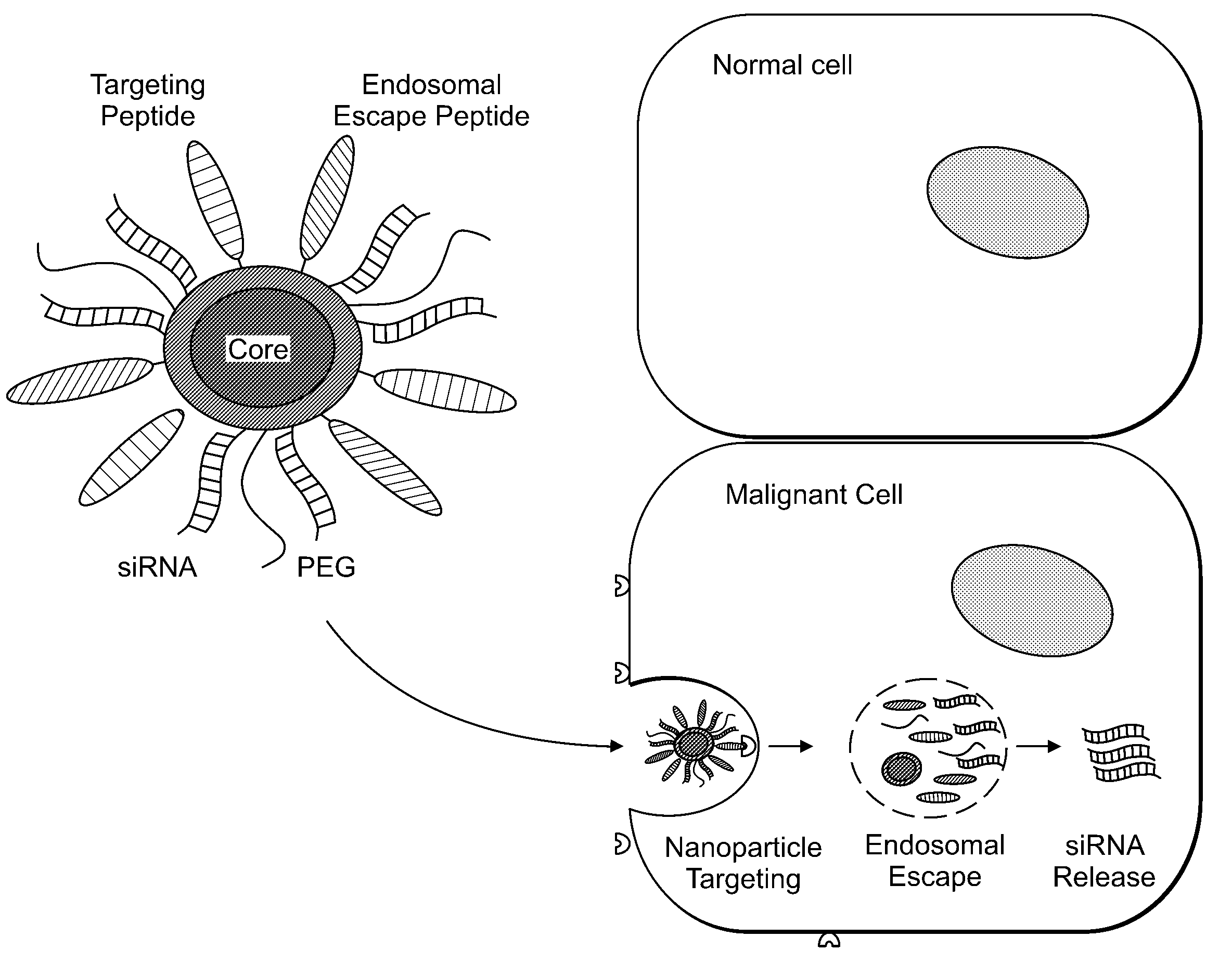 Delivery of Nanoparticles and/or Agents to Cells