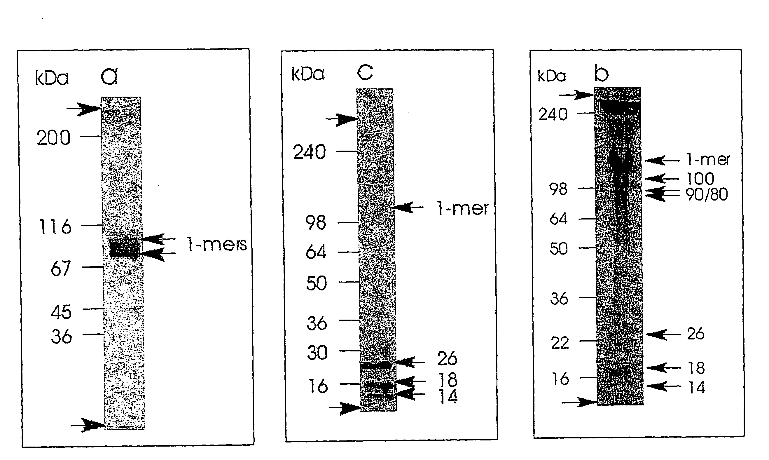 Method for Determining a Tissue Degradation Process by Detection of Comp Neoepitopes