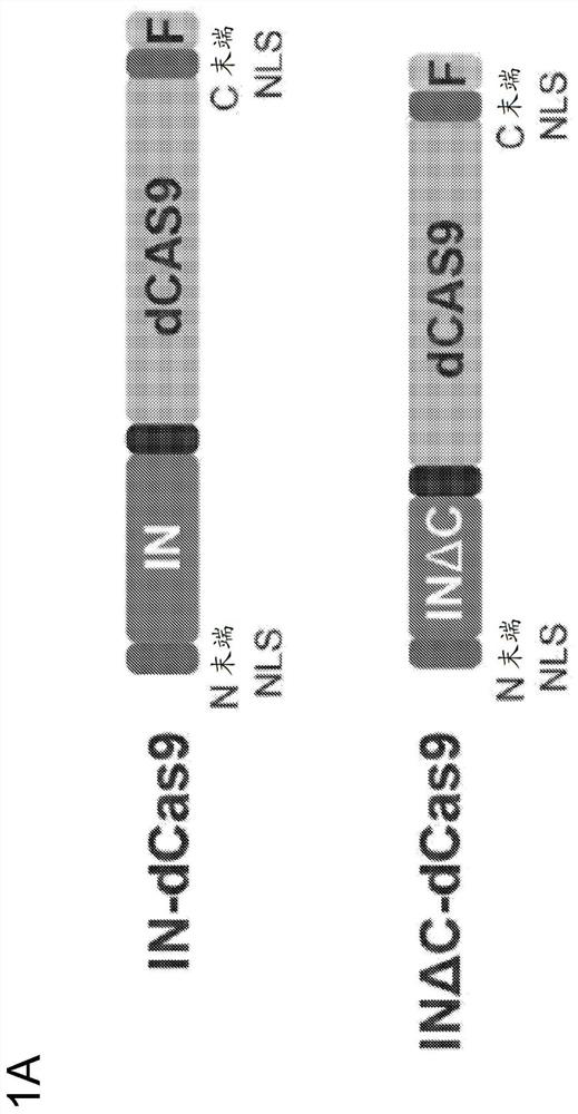 Genome editing by directed non-homologous DNA insertion using a retroviral integrase-cas9 fusion protein