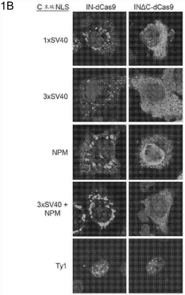 Genome editing by directed non-homologous DNA insertion using a retroviral integrase-cas9 fusion protein