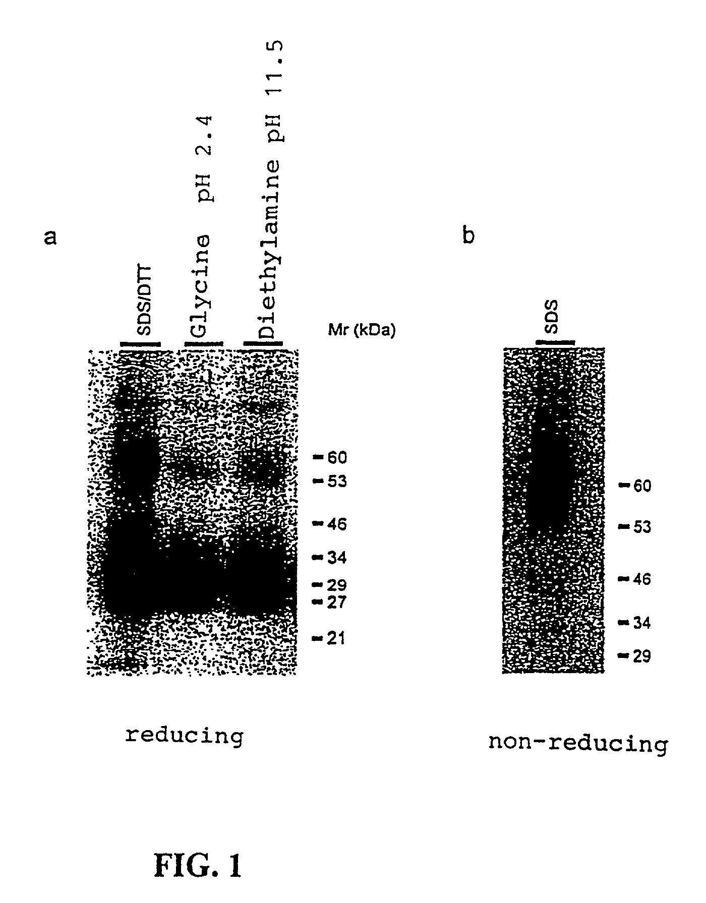 Methods for treatment of asthmatic disorders using a monoclonal antibody to 8F4 polypeptide