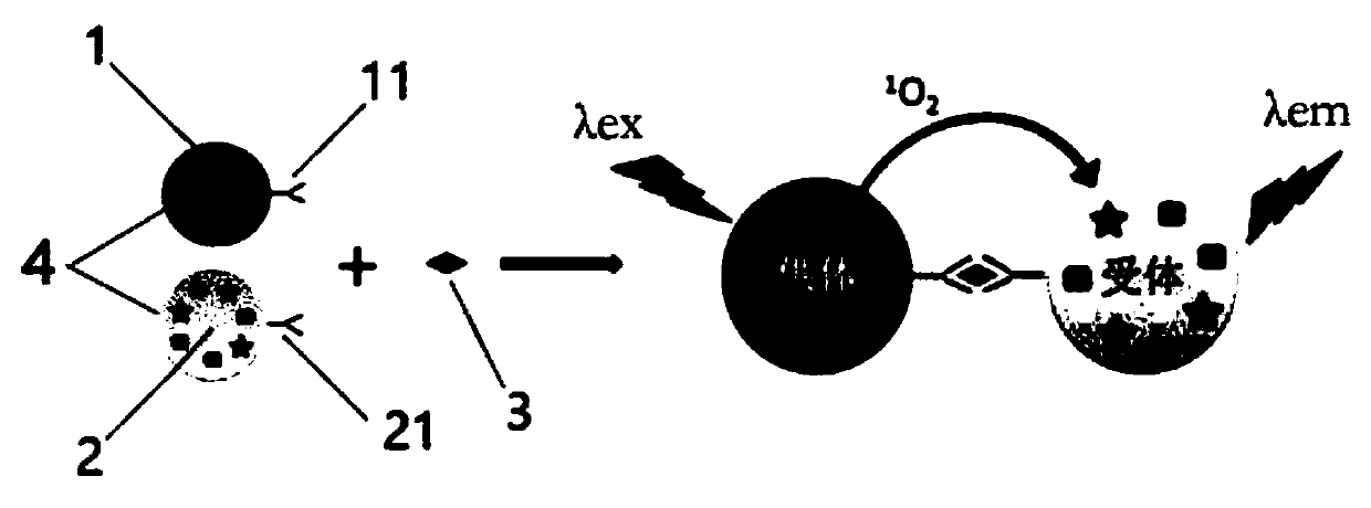 Homogeneous joint detection reagent and method based on immunoturbidimetry and afterglow luminescence