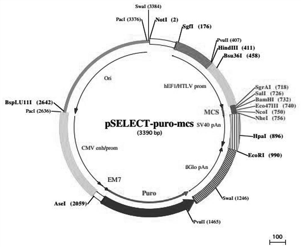 An interleukin-39 specific antagonistic protein and its application in the treatment of autoimmune diseases