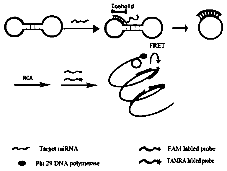 Method for initiating rolling circle amplification and FRET to detect miRNA based on Toehold-mediated strand displacement reaction