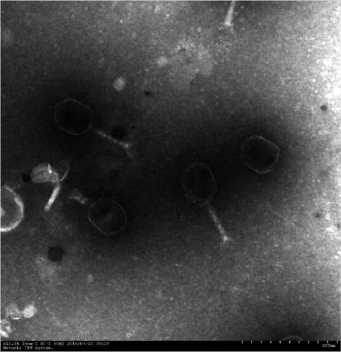 A kind of Klebsiella pneumoniae phage and its application