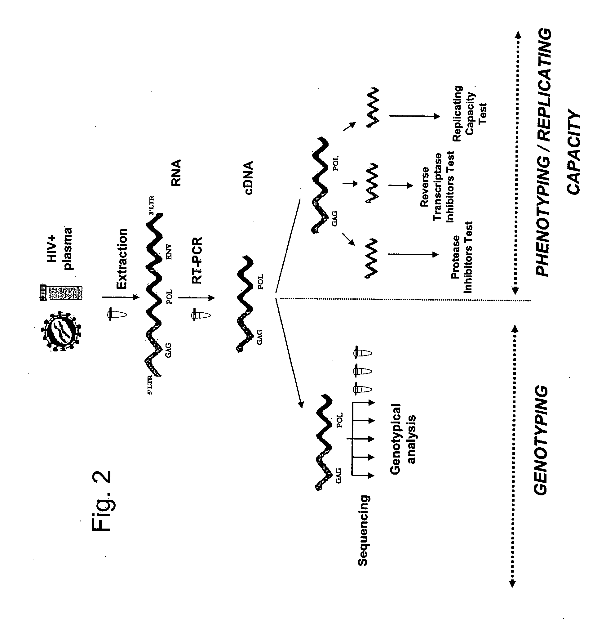 Method for study of the genetic and functional variability of HIV and kit for using it