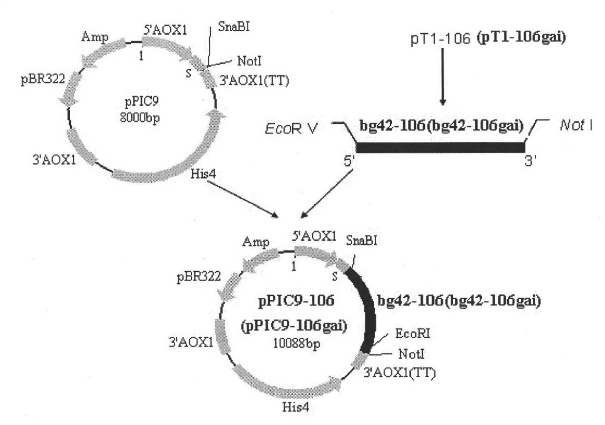 Lactase mutator, secretory expression method and application thereof