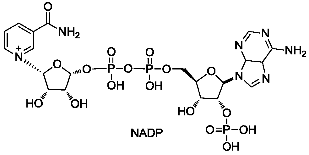 Method for preparing nicotinamide adenine dinucleotide phosphate by enzyme method